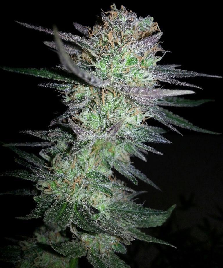 girl scout cookies cannabis pics