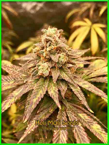 photo of ak-59 feminized cannabis bud