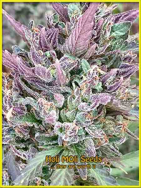 photo of amnesia-purple feminized cannabis bud