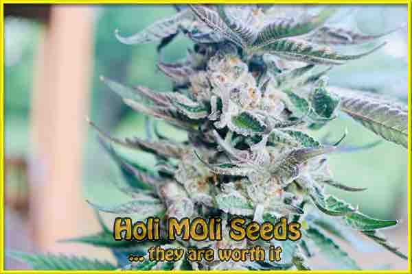 blueberry bubblegum cannabis strain photo
