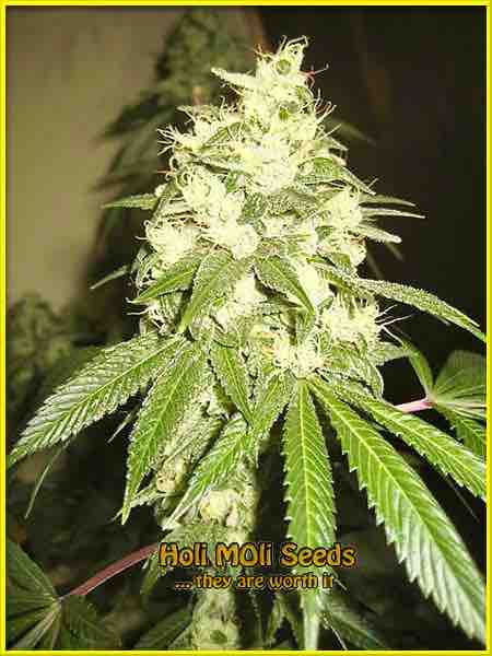 chemdawg 4 cbd cannabis strain photo