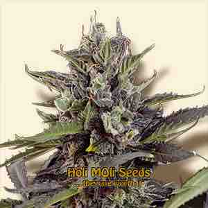 blueberry autoflower cannabis strain photo