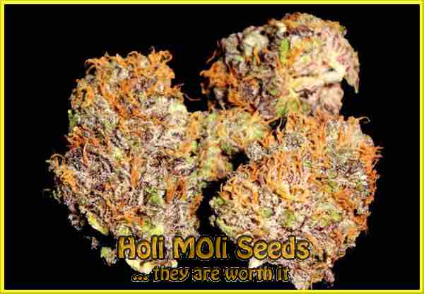 purple kush autoflower cannabis strain photo