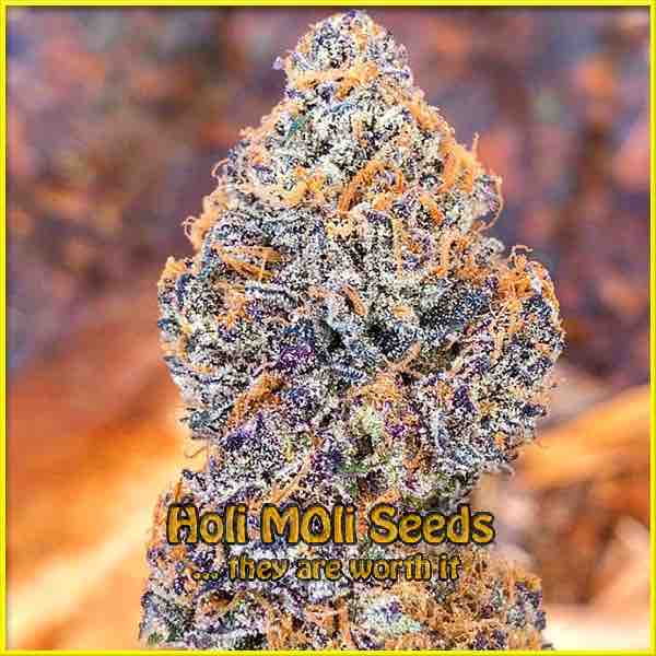 marijuana bud photo high cbd seeds