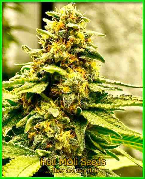 Pineapple Express cannabis strain photo