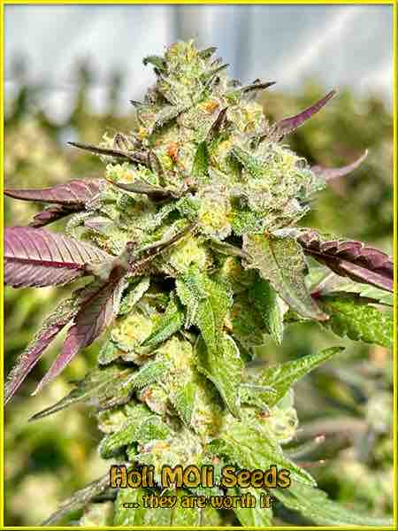 strawberry pie cannabis strain photo